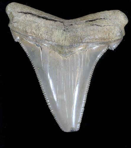 Angustidens Tooth - Megalodon Ancestor #37441